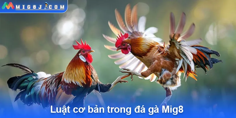 Luật cơ bản trong đá gà Mig8