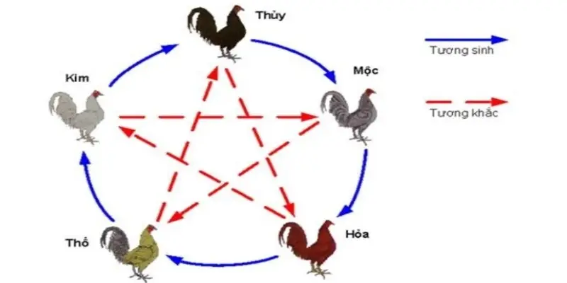 Nguyên tắc chọn màu gà theo hệ ngũ hành