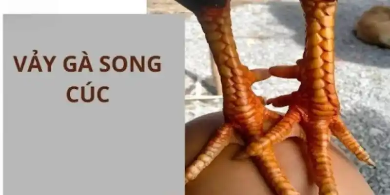 Lưu ý quan trọng khi chọn chiến kê có vảy gà song cúc